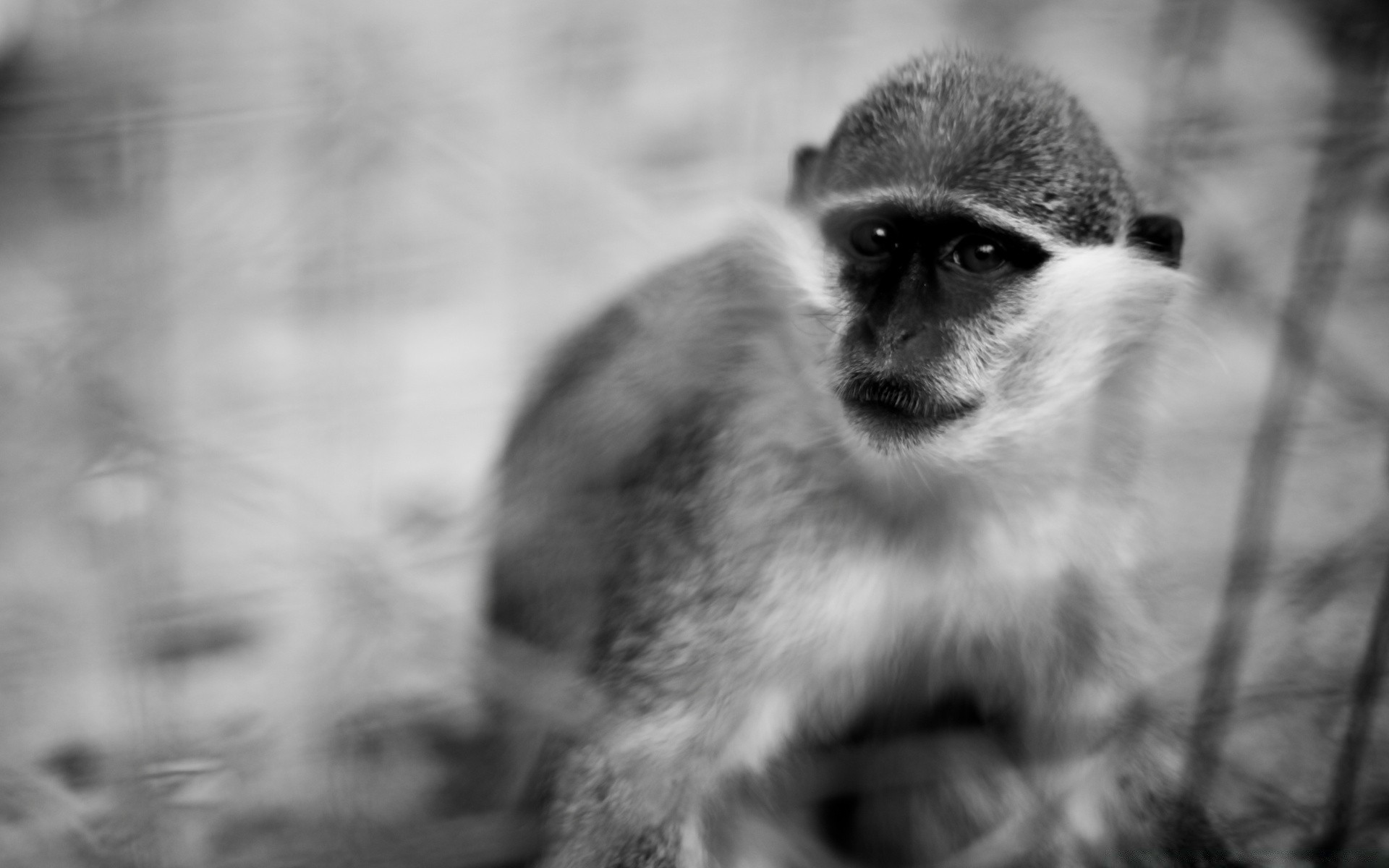 bianco e nero ritratto fauna selvatica mammifero in bianco e nero natura animale occhio