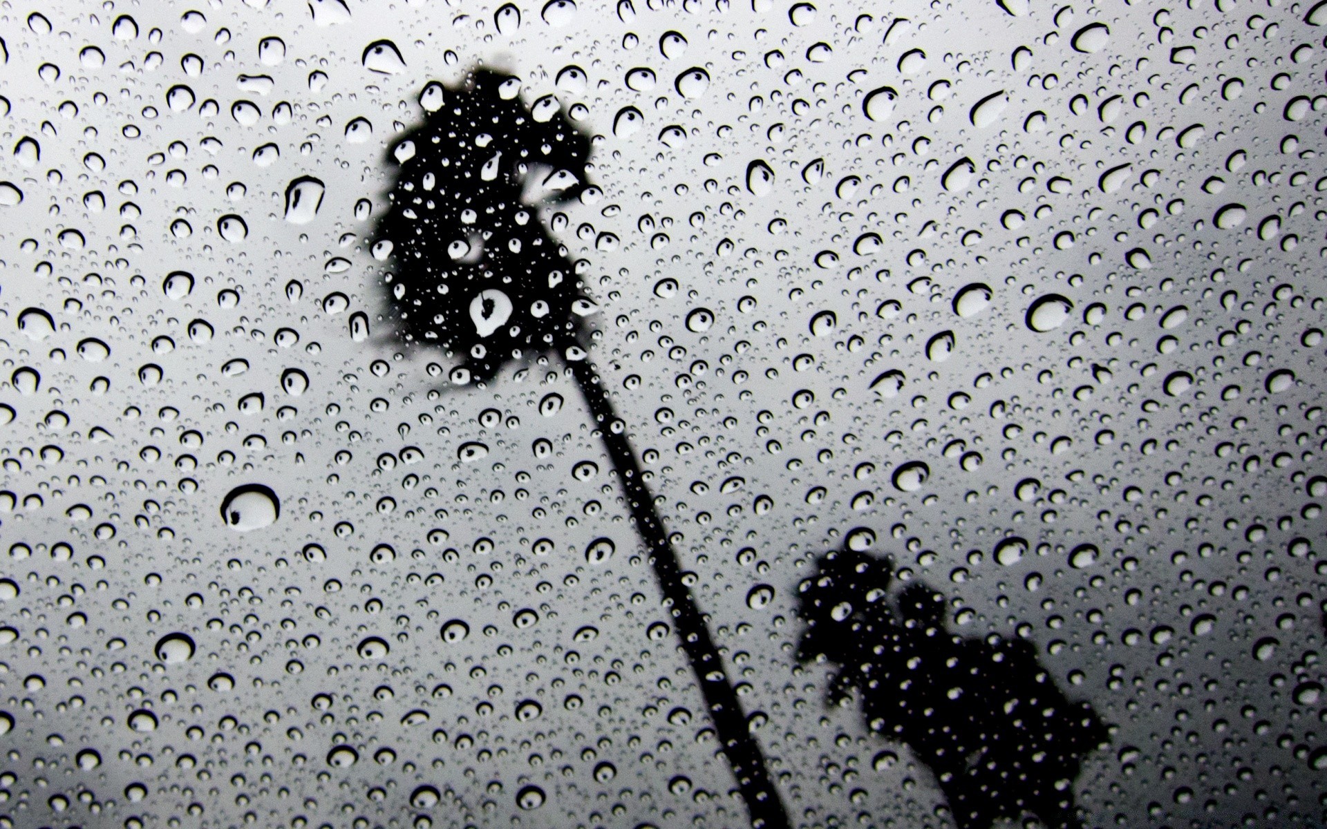 blanco y negro lluvia mojado gota gota burbuja rocío splash agua claro turquesa líquido gota claro lluvia lavado limpio suave beber