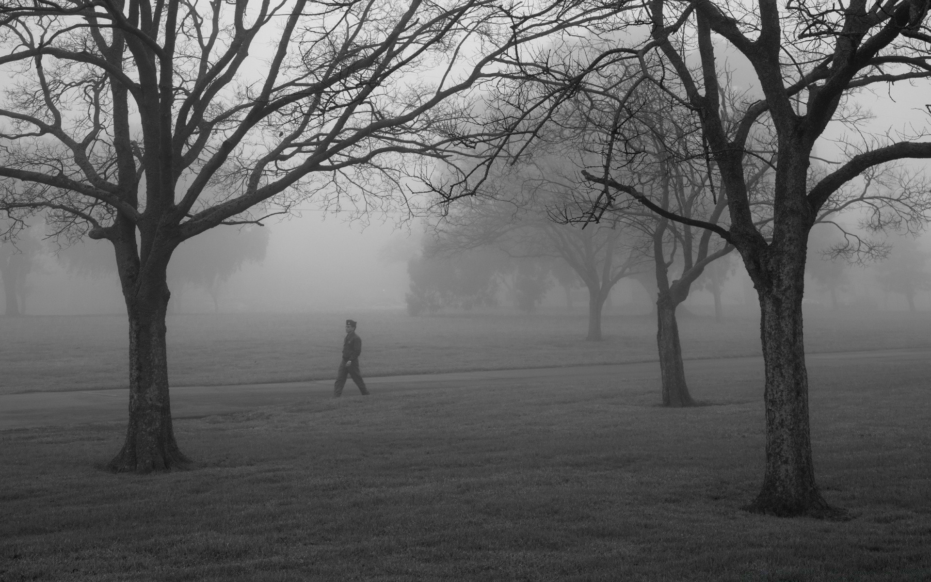 czarno-białe drzewo mgła mgła krajobraz drewno świt podświetlany pojedynczy samotność park jesień monochromatyczny natura zima sceniczny oddział cień pogoda