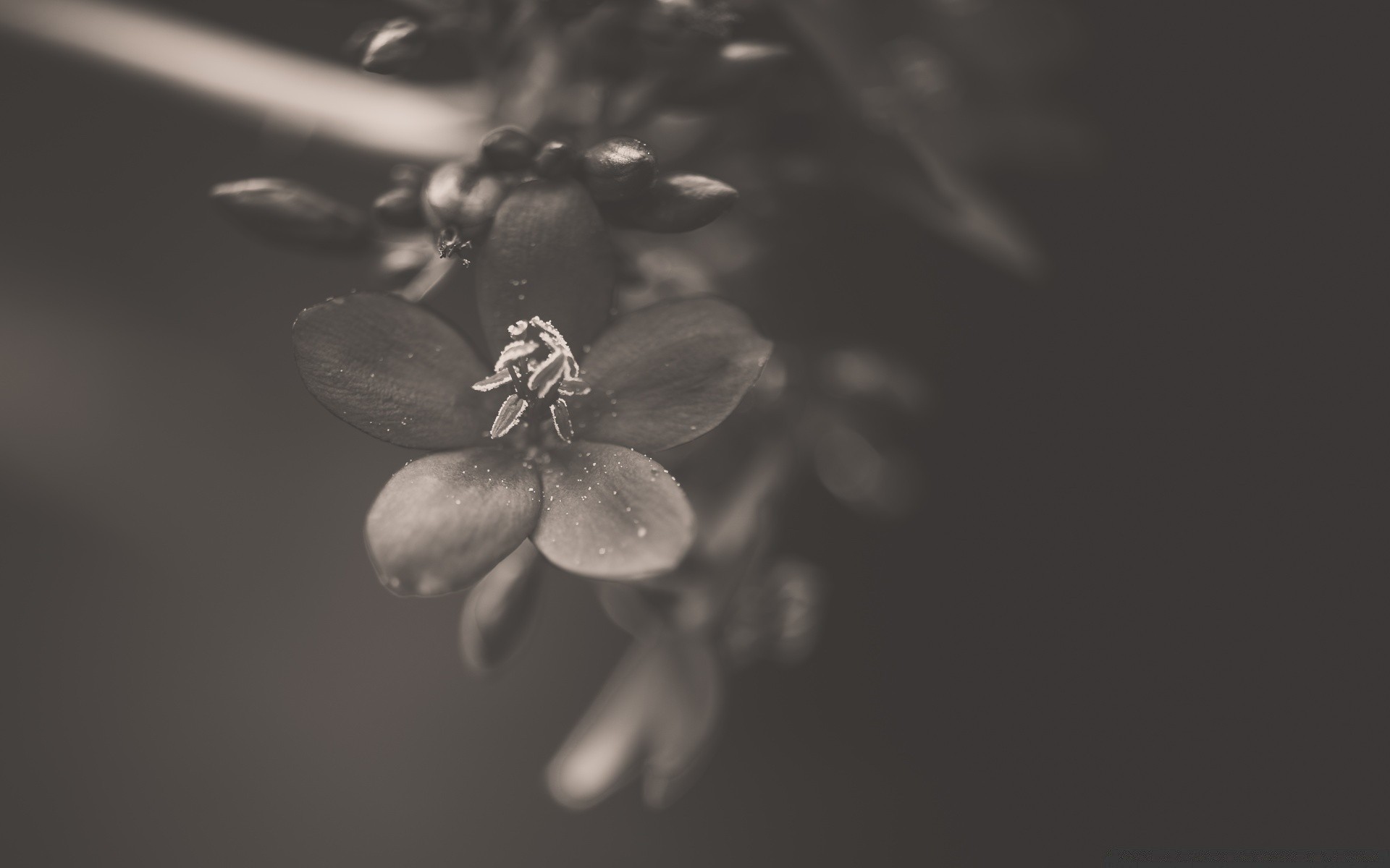 czarno-biały monochromatyczny kwiat natura rozmycie martwa natura deszcz dof liść jabłko zima