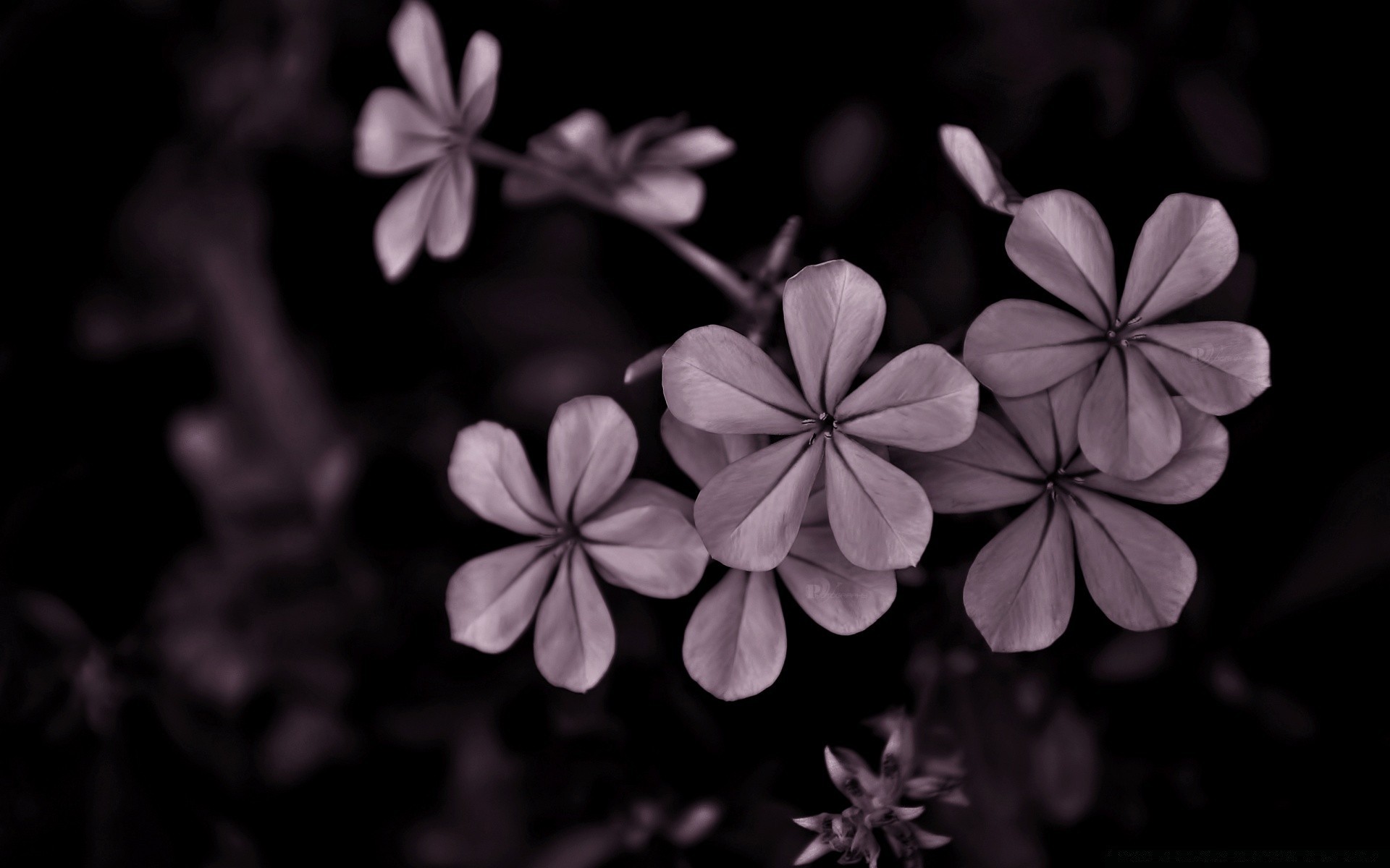 noir et blanc fleur flore nature pétale gros plan belle feuille jardin floral bureau