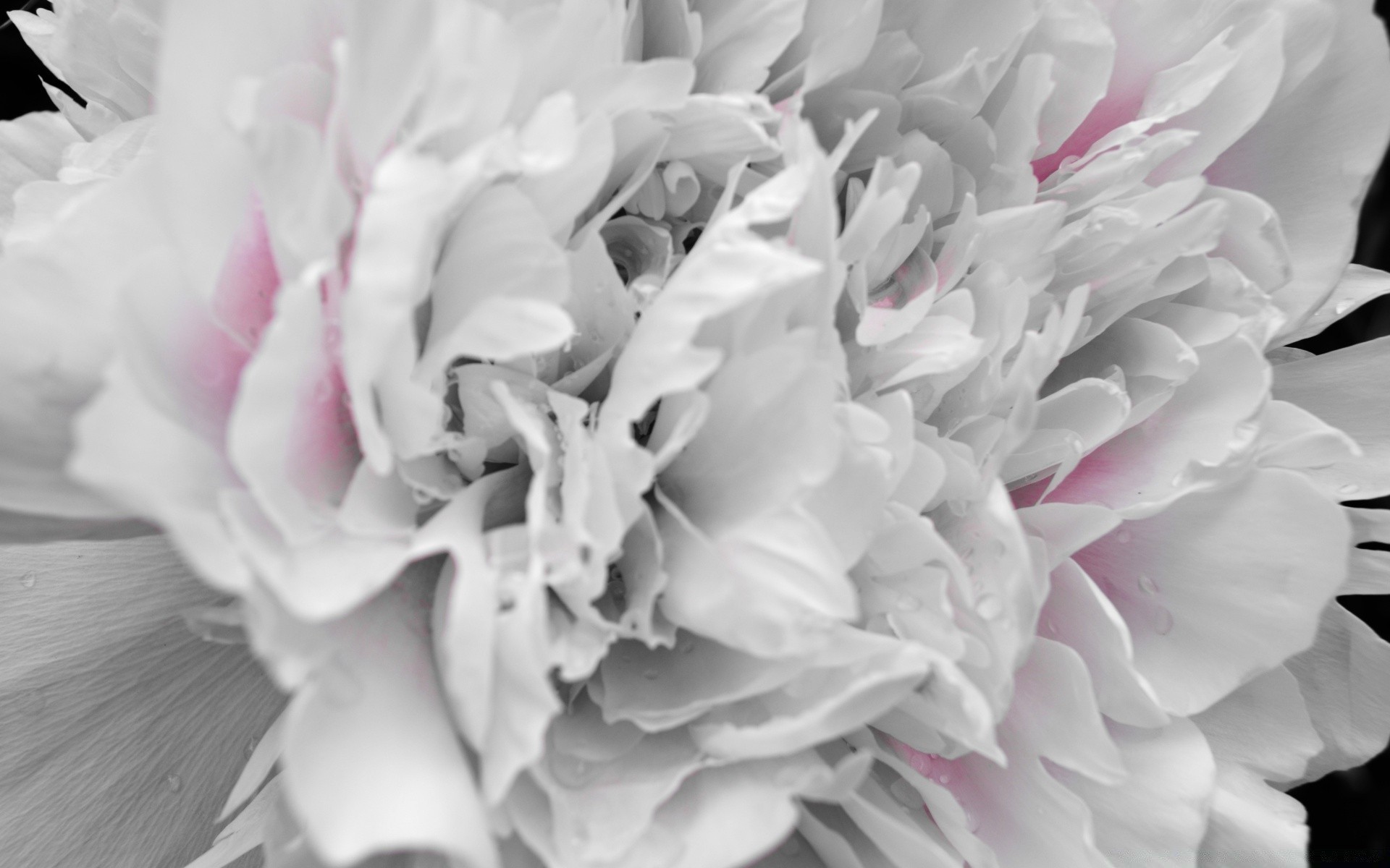 black and white flower nature wedding flora floral beautiful peony blooming love petal leaf romance rose delicate color bouquet garden summer