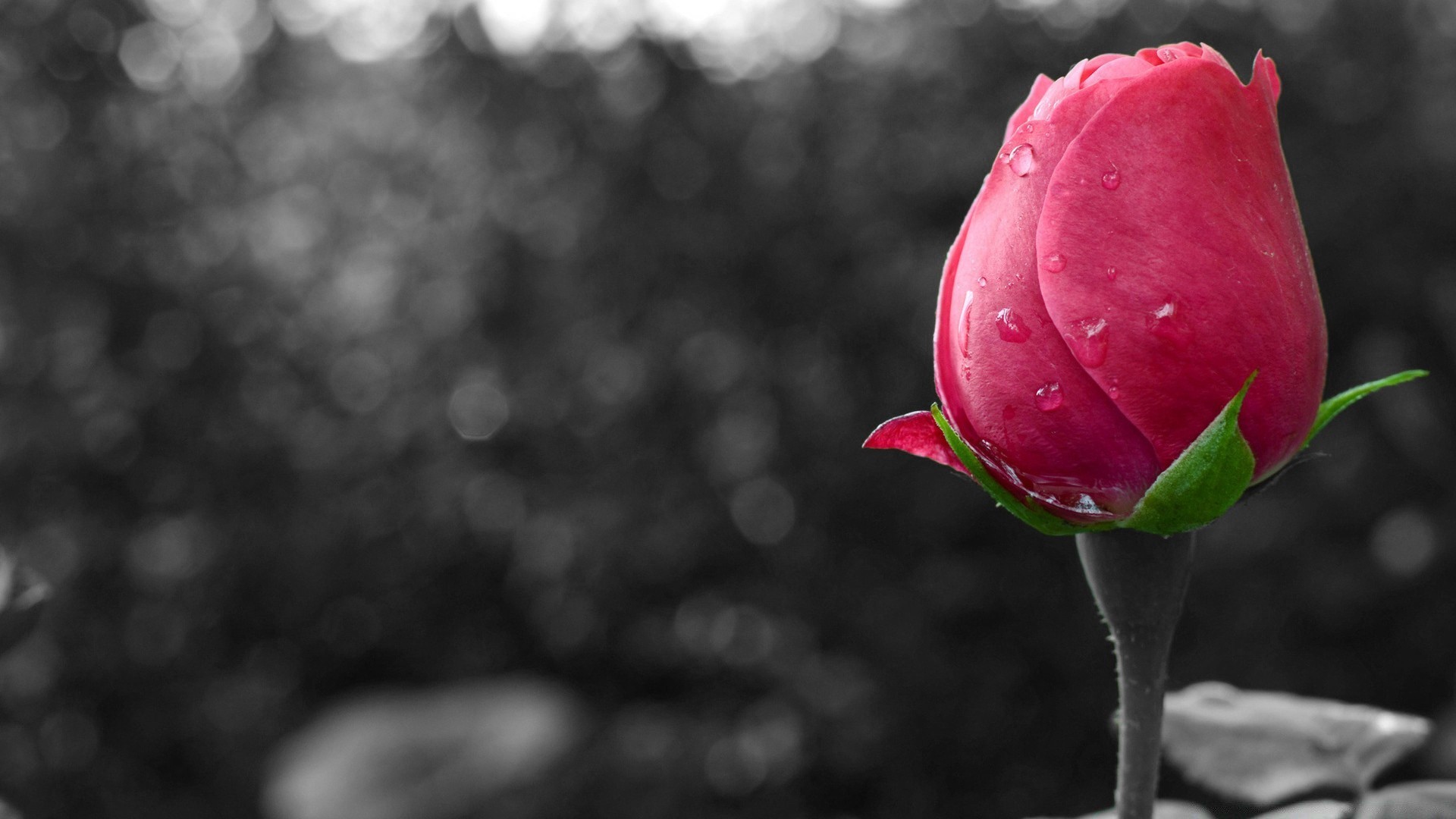 preto e branco natureza flor rosa folha verão amor brilhante tulipa