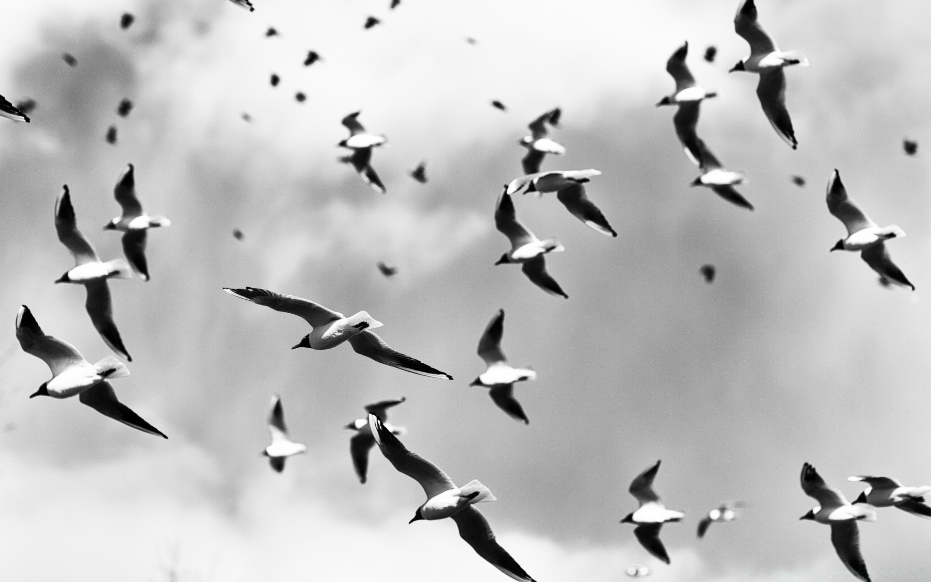 noir et blanc oiseau pigeon vol mouette oie faune mouche corbeau troupeau migration groupe beaucoup sauvagine oiseaux nature plume aile