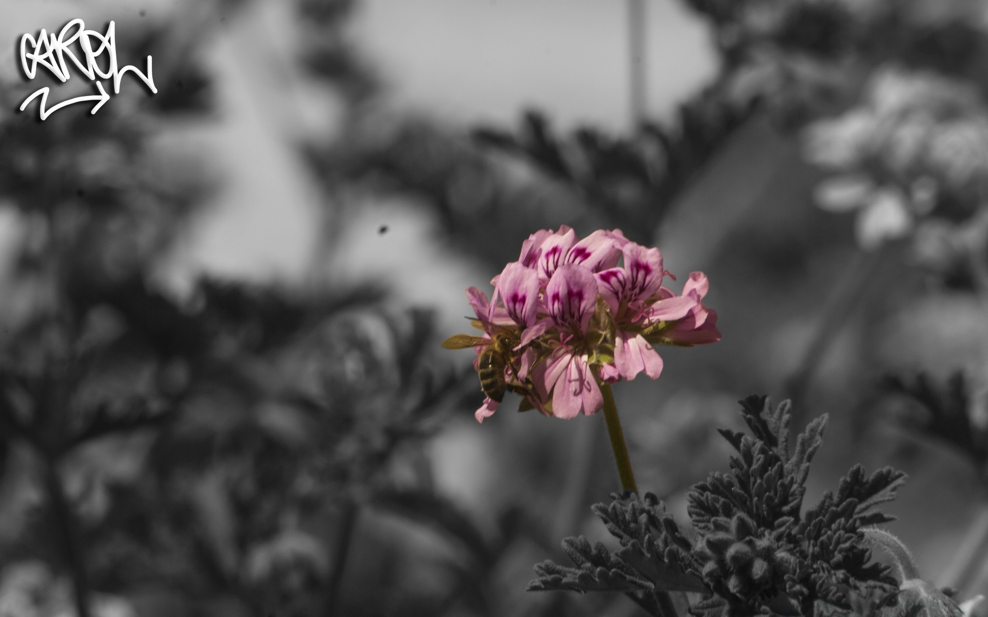 noir et blanc nature à l extérieur feuille été fleur flore croissance lumineux jardin beau temps