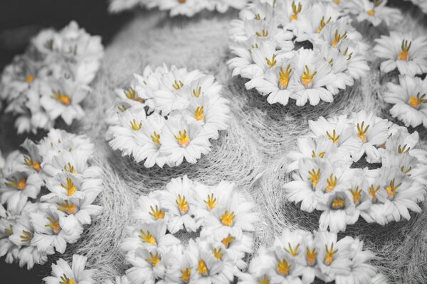 Makro weiße kleine Blumen