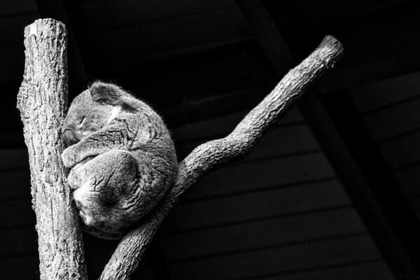 Petit animal dort sur fond noir et blanc