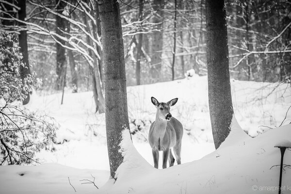 Oleg tra i cumuli di neve bianchi