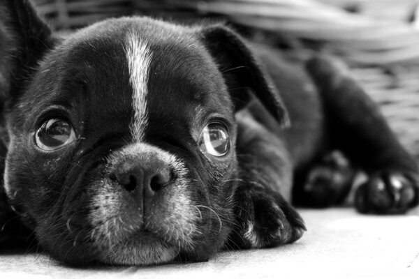 Chiot bouledogue français noir