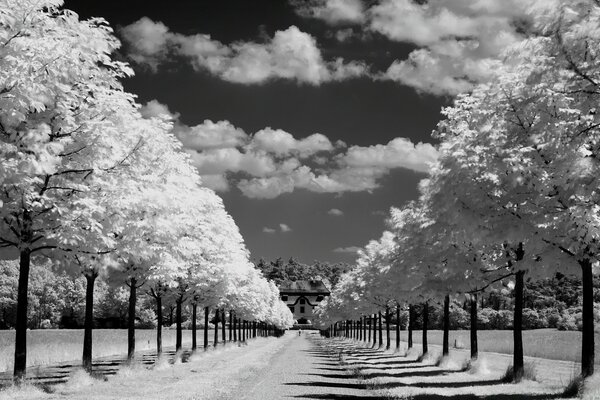 The trees along the road are black and white