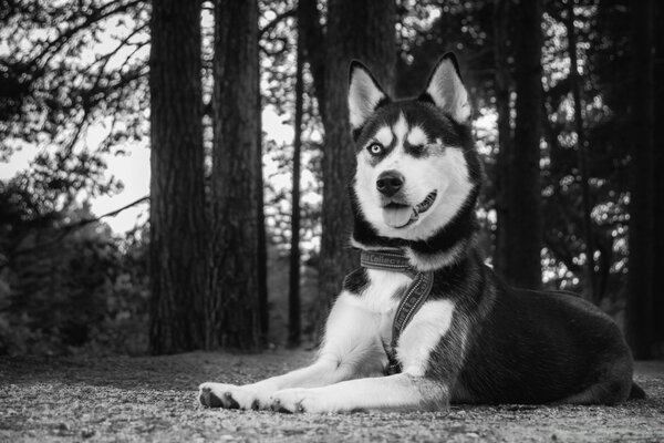 Black and white portrait of a lying dog