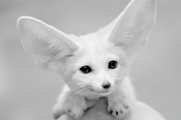 Cute animal with big white ears