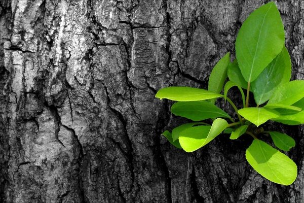 Bright green leaves on a tree