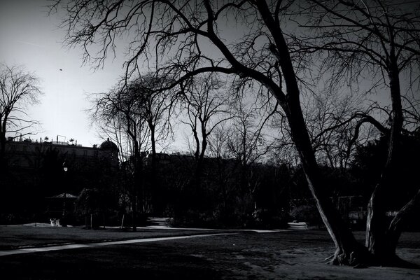 Arbre paysage noir et blanc