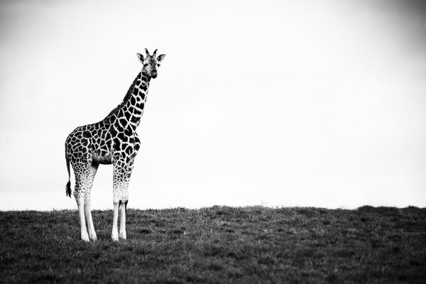 Giraffe in the black and white world of real events