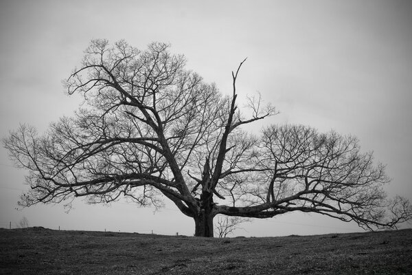 An old tree growing in a field