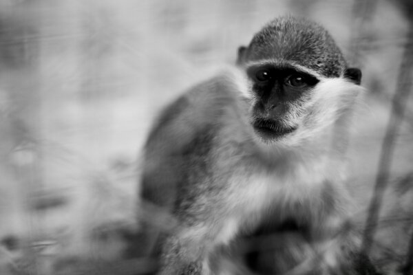 Foto monocromática de um macaco triste