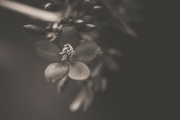 Flor borrosa sobre fondo blanco y negro