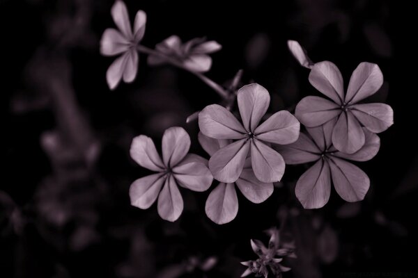 Hermosas flores de color púrpura claro de cinco hojas