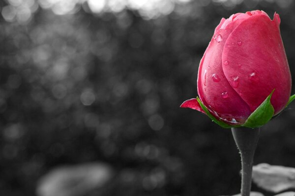 Bright rose on the background of the garden