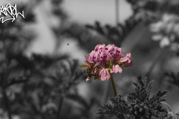 A bright flower on a gray background