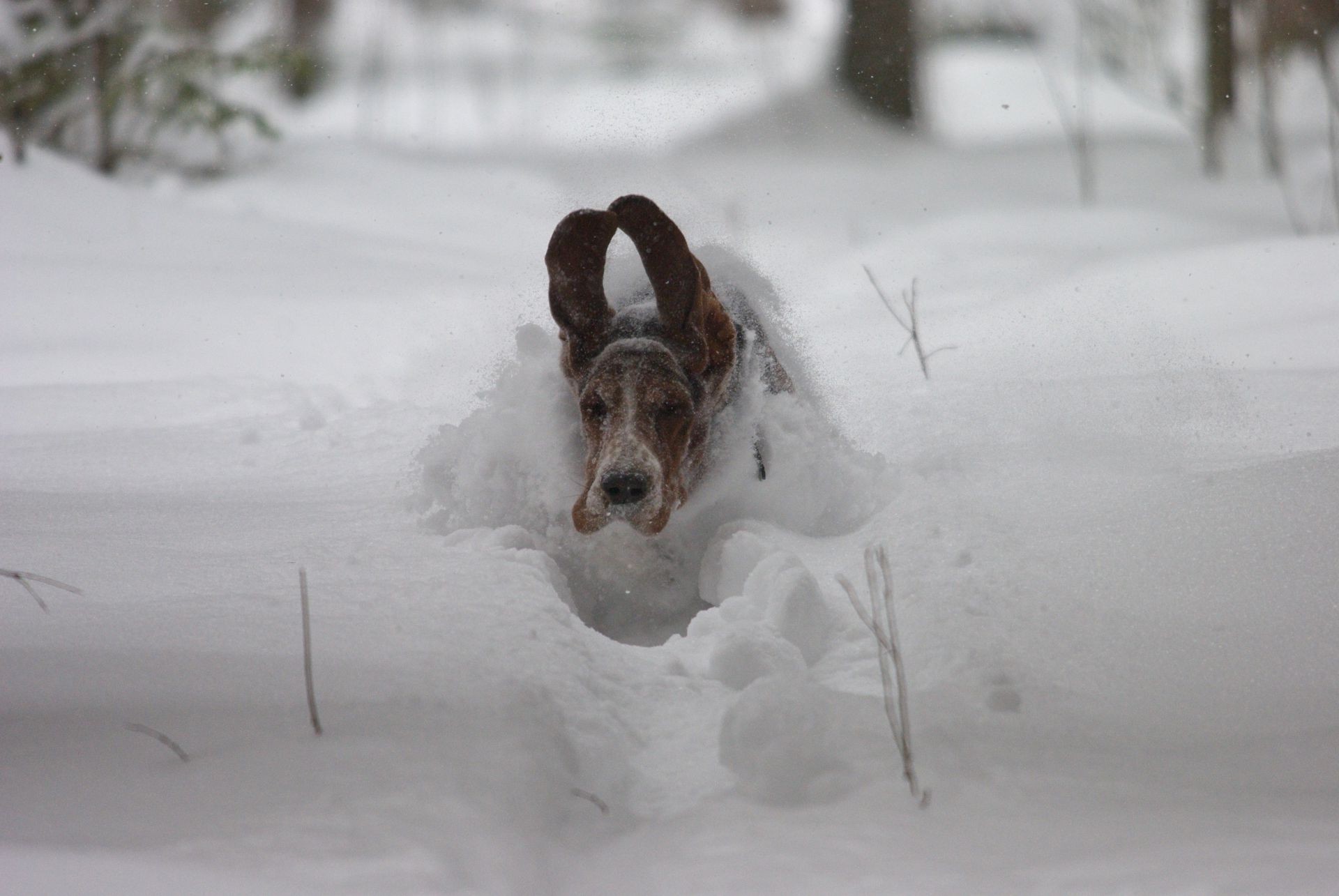 dogs snow winter cold frost ice frozen dog outdoors frosty nature snowstorm