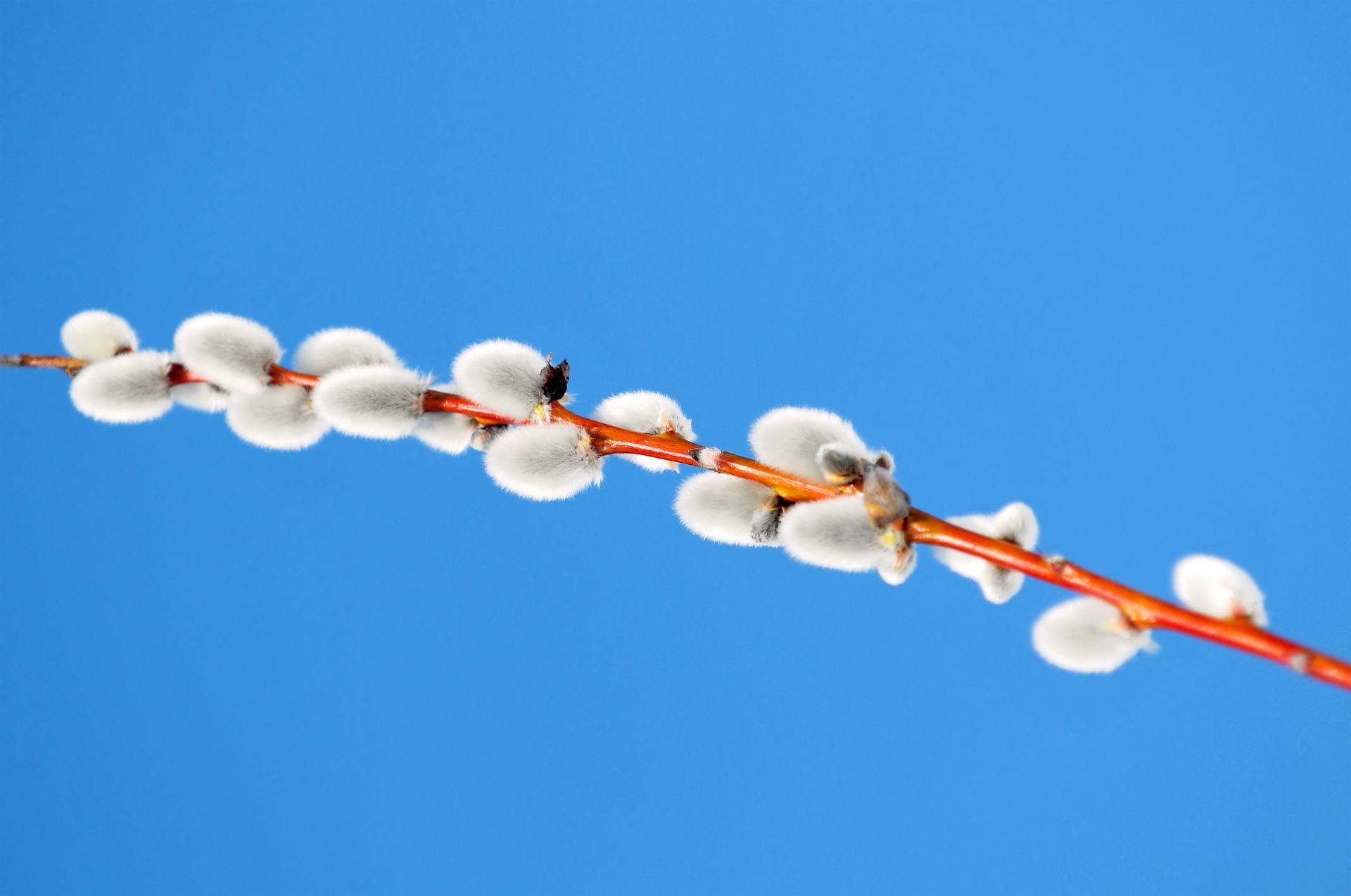 holidays sky nature outdoors winter blue sky tree love fair weather willow