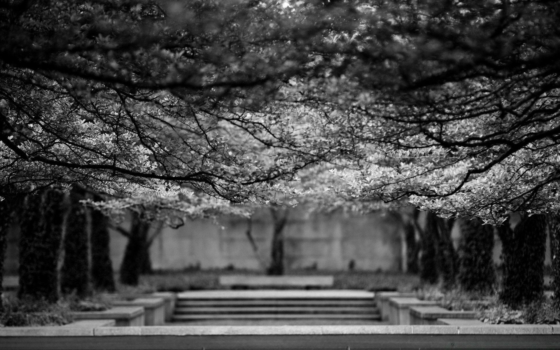 blanco y negro madera parque luz madera viejo oscuro vacío viajes paisaje pared naturaleza monocromo túnel vintage banco corcho