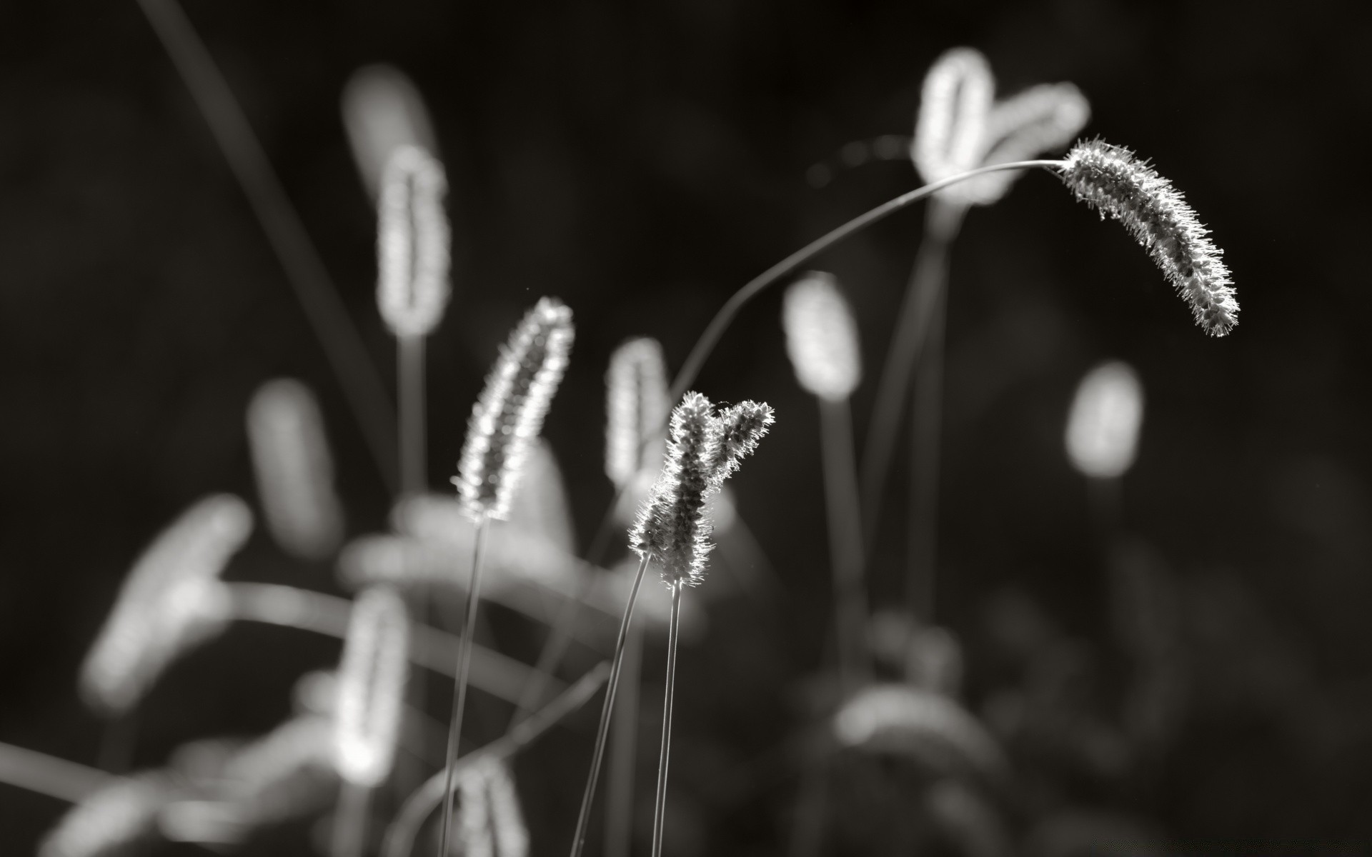 preto e branco borrão natureza flor delicado verão ao ar livre pólen dof amigo