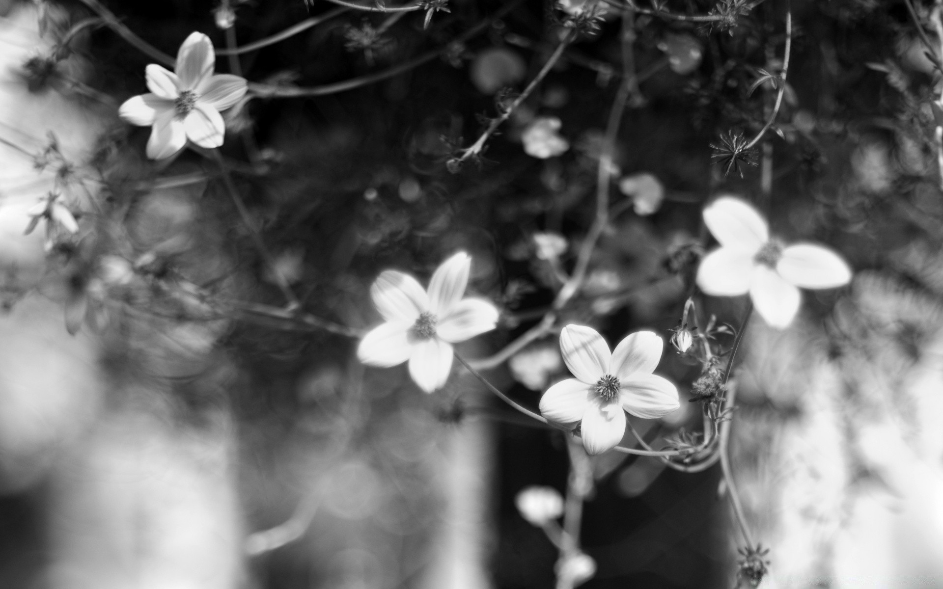 blanco y negro flor monocromo naturaleza flora hoja jardín árbol dof primer plano color hermoso pétalo blumming desenfoque rama floral parque temporada