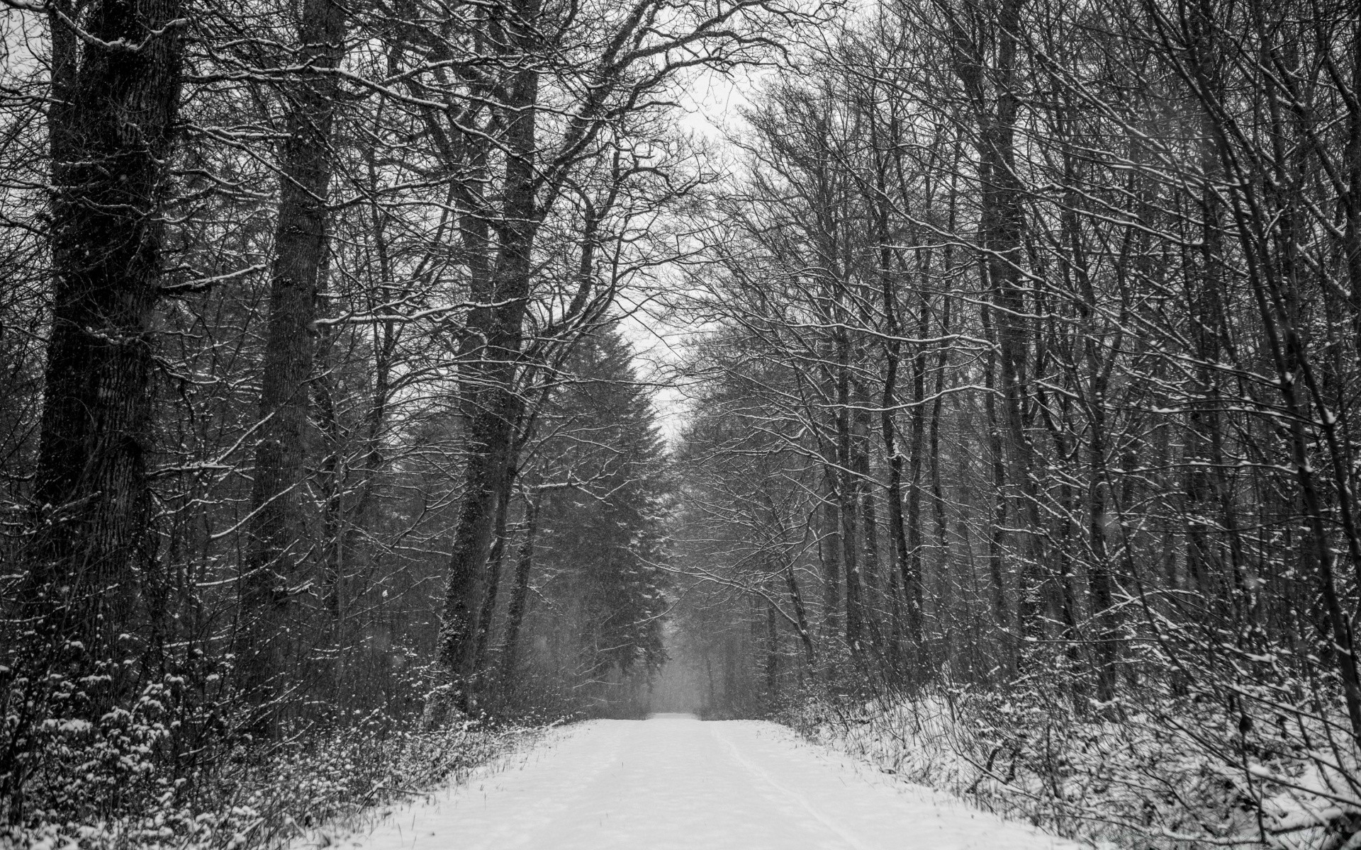 preto e branco madeira inverno madeira neve névoa paisagem névoa natureza tempo estrada parque frio geada guia