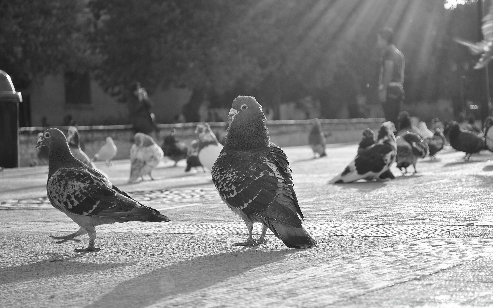 noir et blanc oiseau pigeon groupe plusieurs deux oiseaux