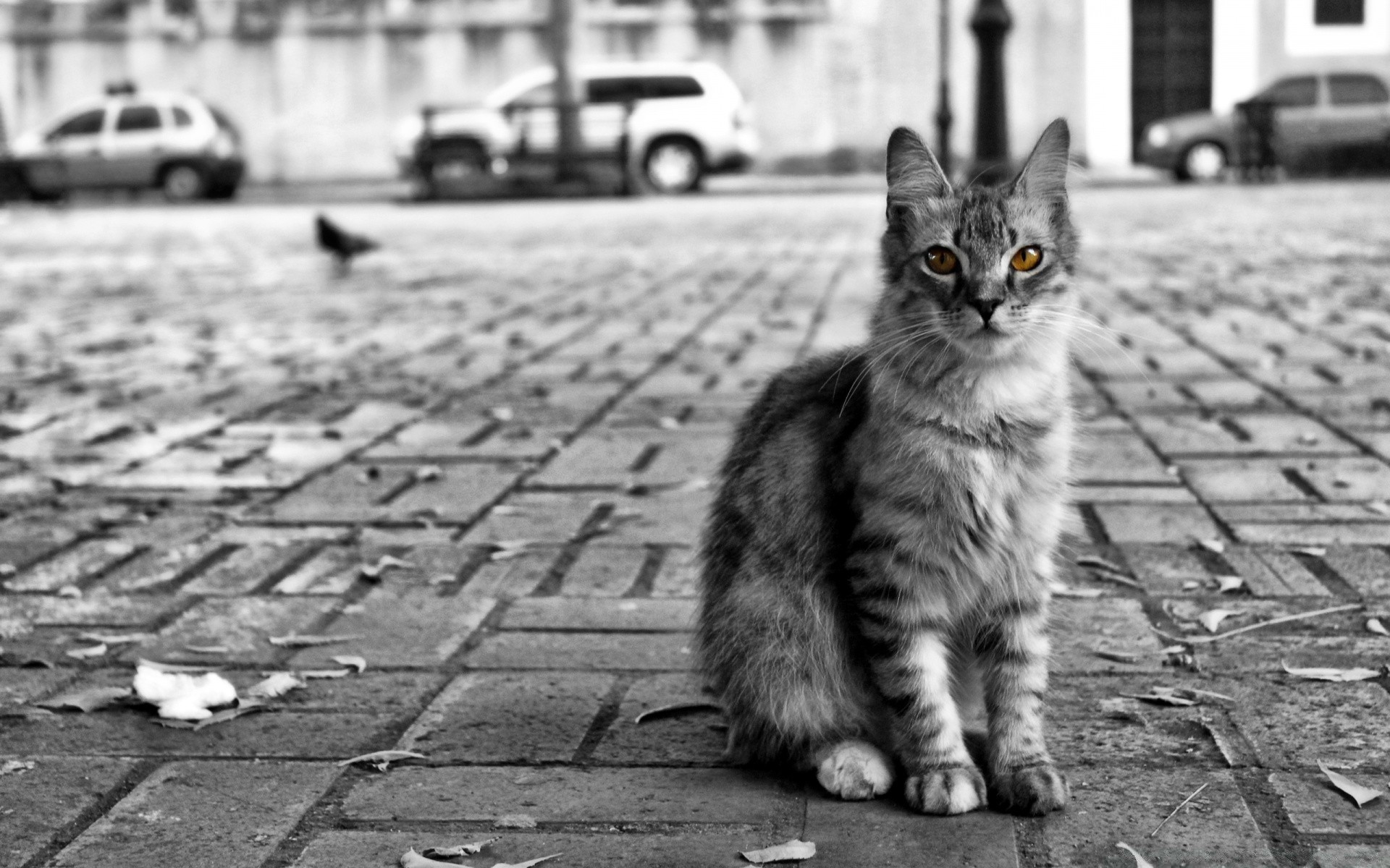 black and white cat street monochrome animal portrait pet mammal pavement grey kitten