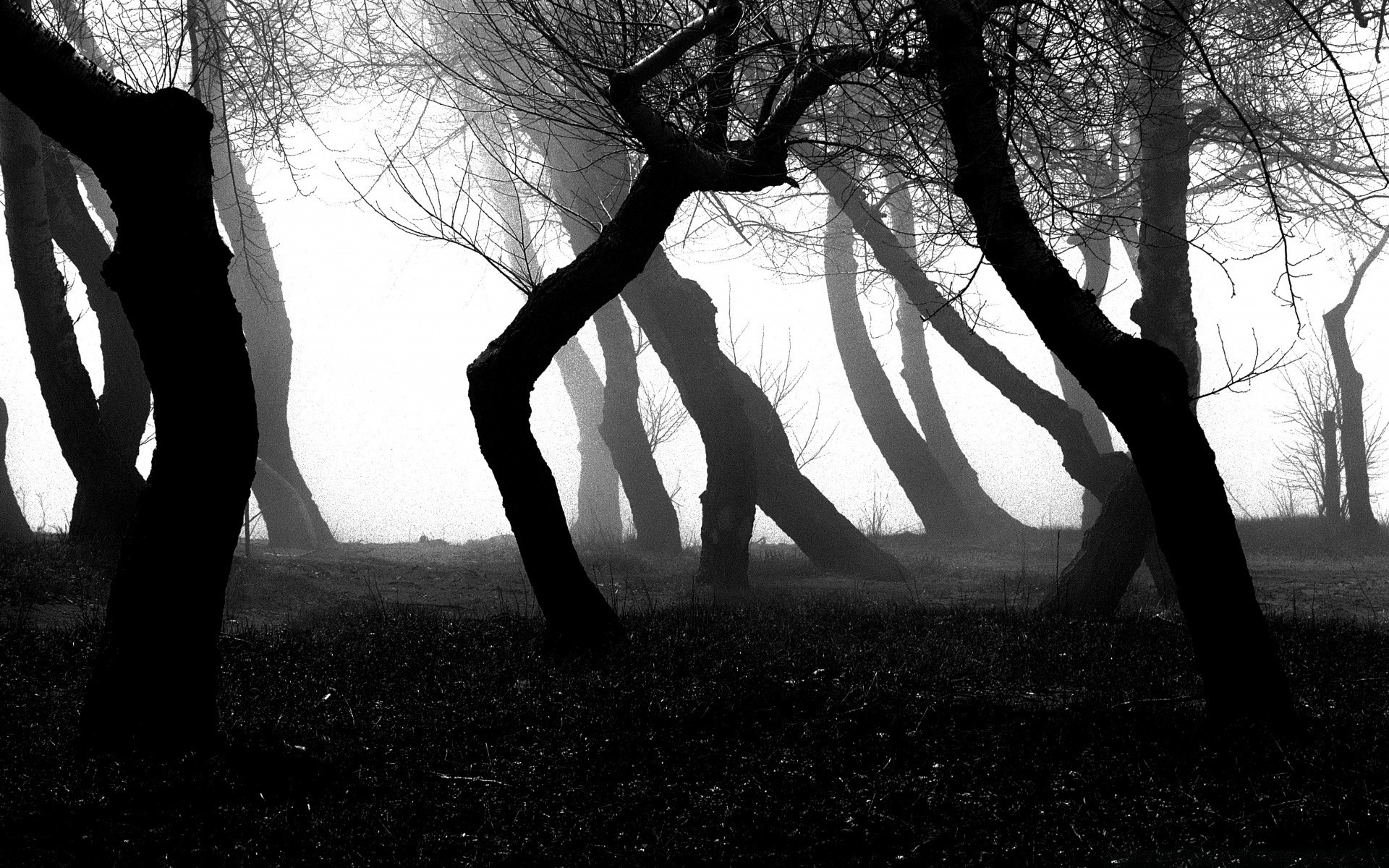 black and white monochrome tree shadow silhouette park nature landscape dawn backlit light fog girl sun couple wood fall sunset