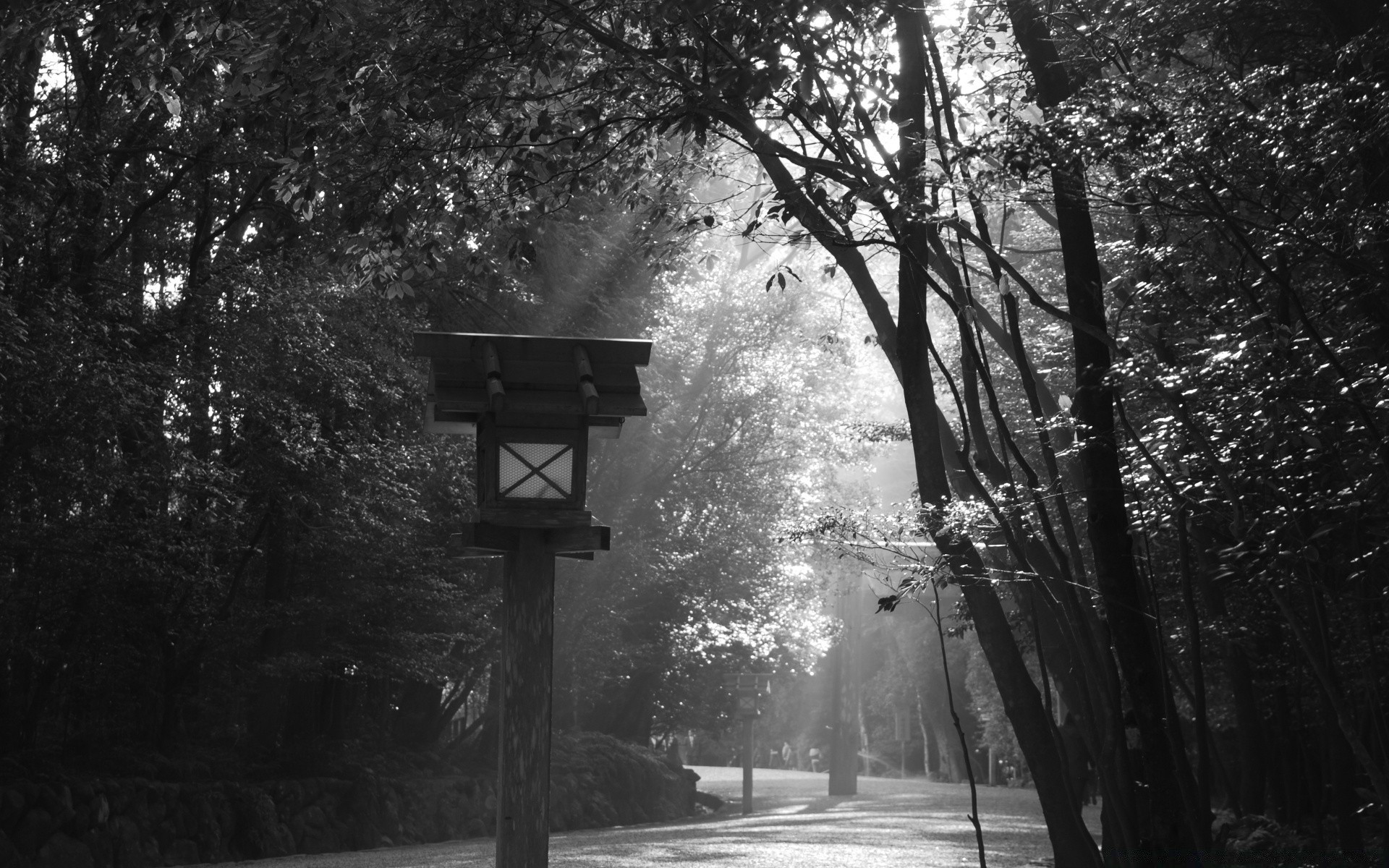 czarno-białe drewno mgła drewno mgła zima park krajobraz monochromatyczne światło na zewnątrz świt śnieg natura