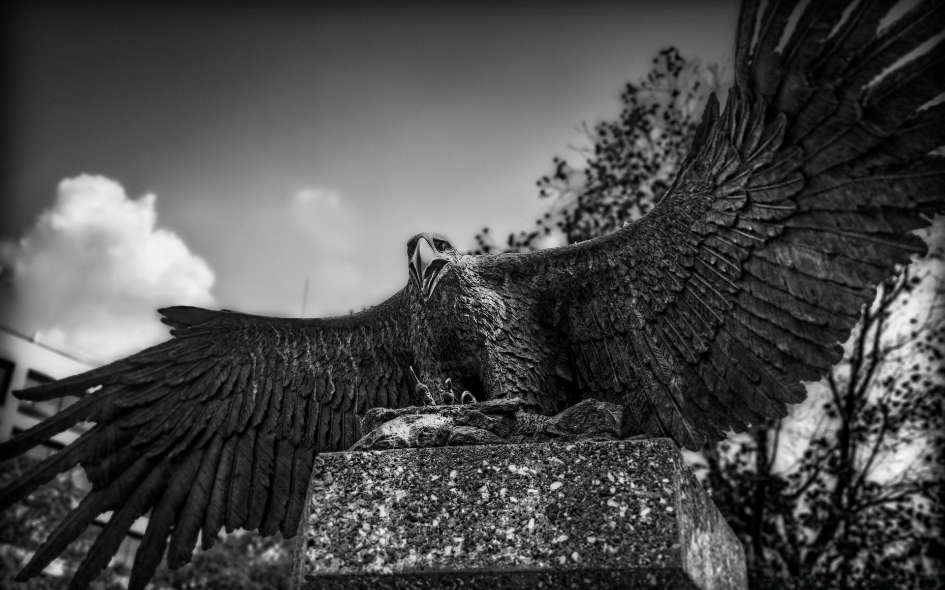 noir et blanc oiseau rapace nature aigle faune arbre à l extérieur un animal