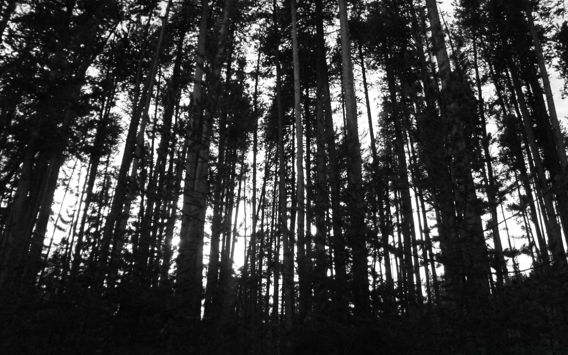 schwarz und weiß holz holz natur blatt im freien nadelbaum sonne hoch gutes wetter landschaft nebel flora wachstum zypresse üppig nebel kofferraum