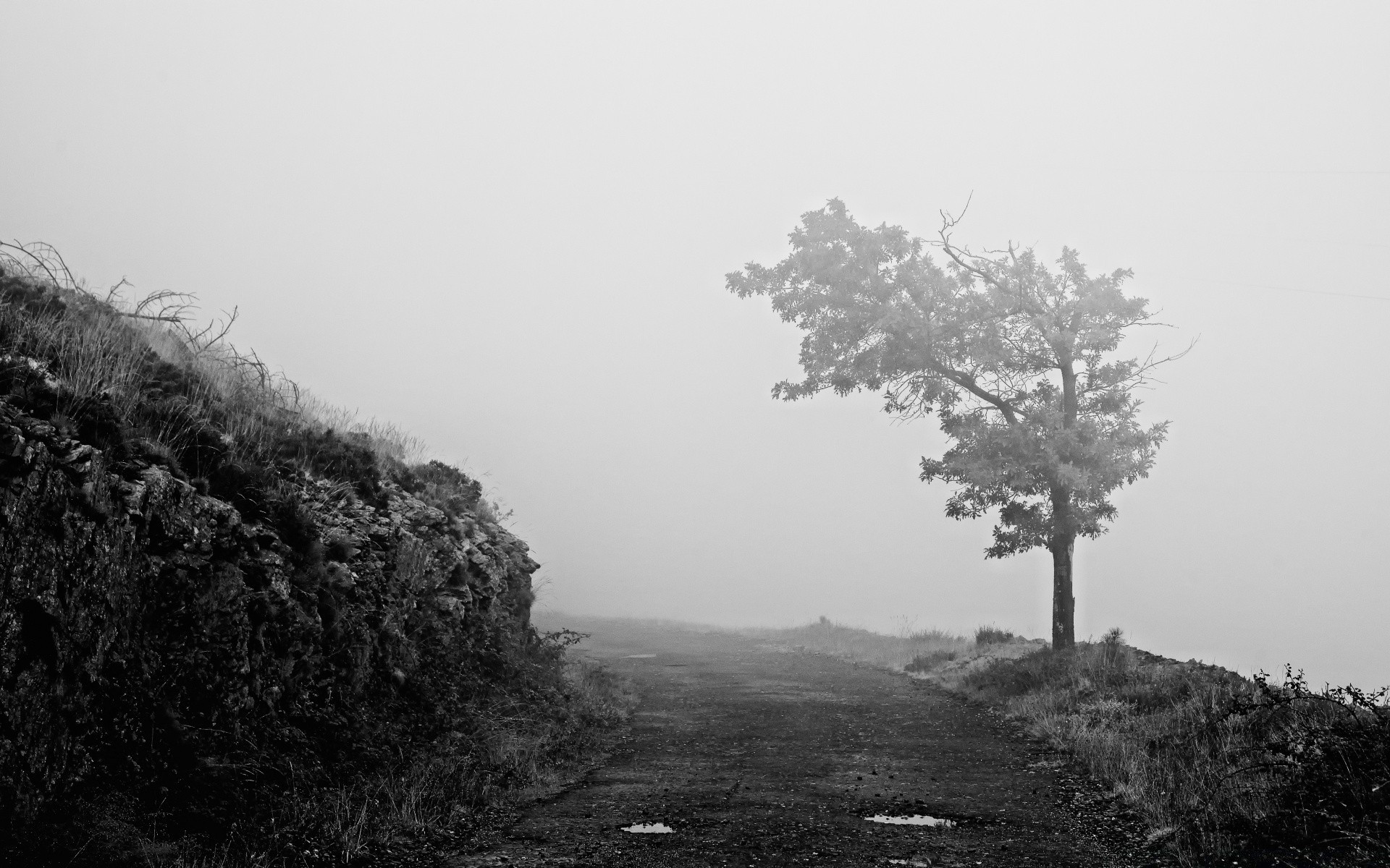 blanco y negro paisaje árbol niebla monocromo naturaleza niebla madera montañas invierno