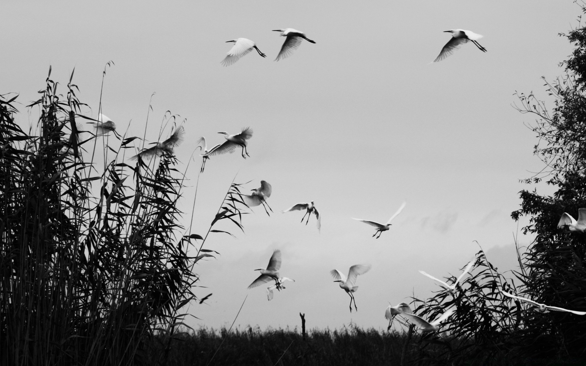 noir et blanc oiseau nature ciel arbre la faune à l extérieur paysage oie vol automne lac silhouette voler