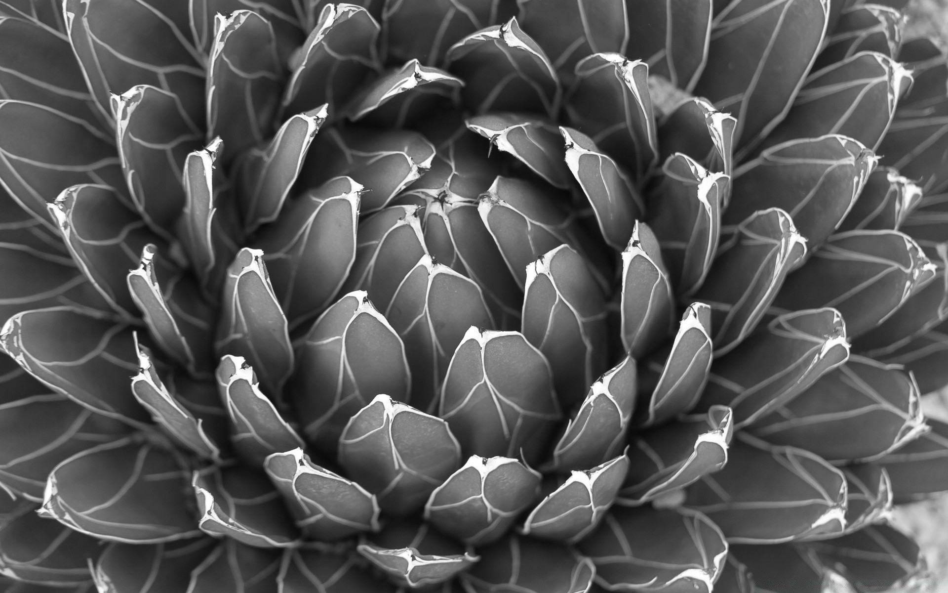 blanco y negro escritorio patrón cactus textura resumen flora naturaleza primer plano formas