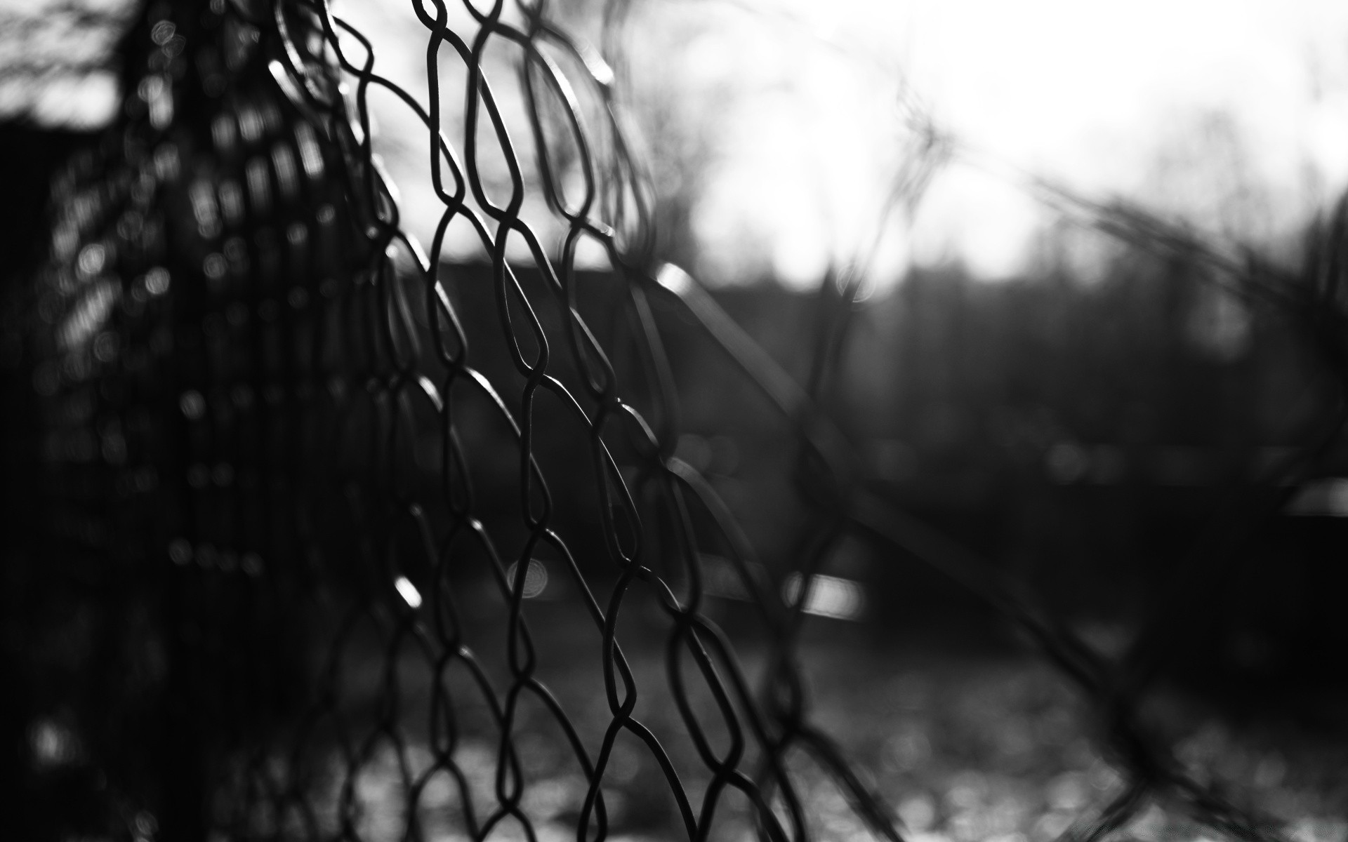 black and white monochrome rain nature outdoors dawn light sun blur wood tree garden leaf grass fence