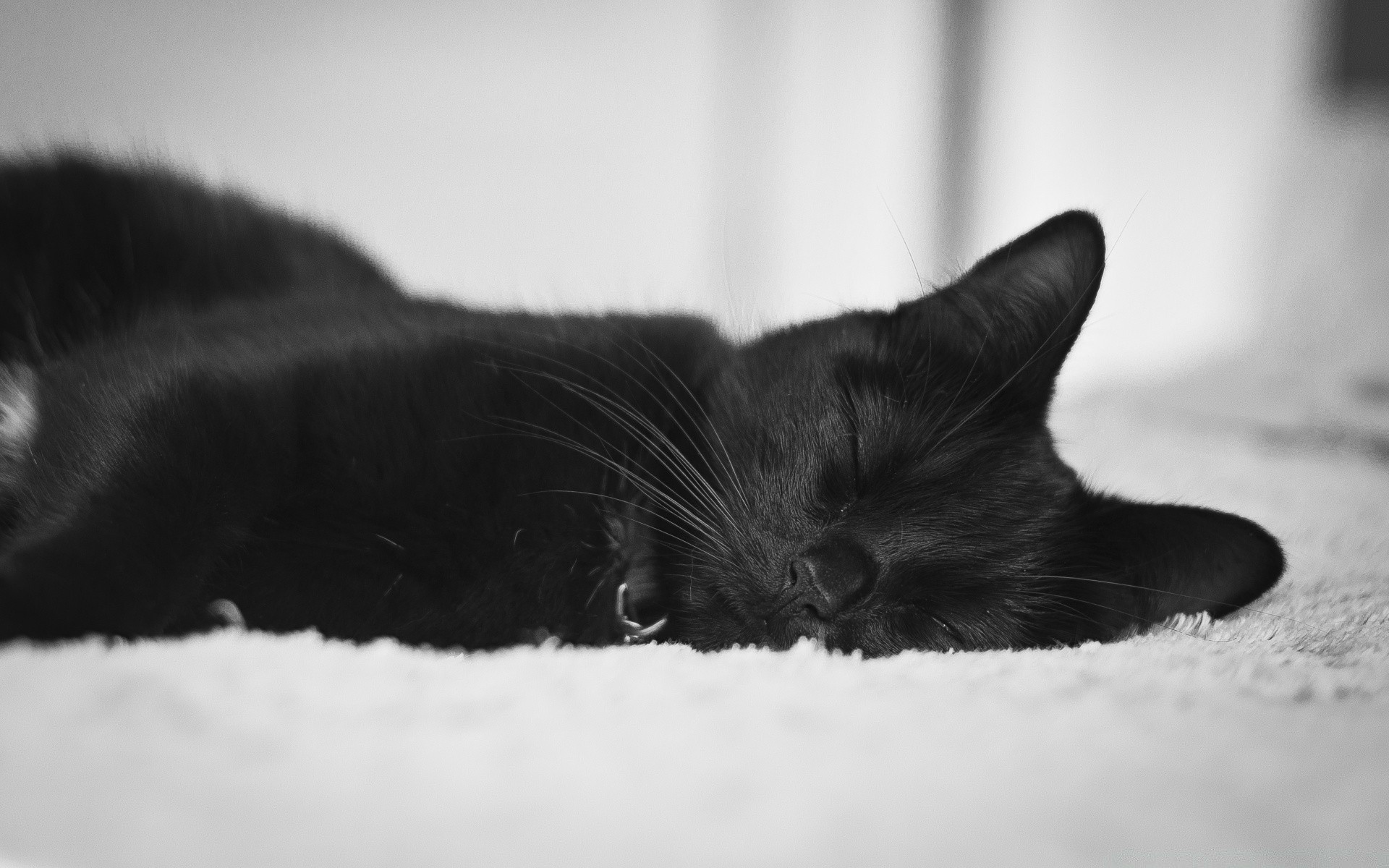 noir et blanc chat chaton portrait mammifère animal de compagnie monochrome unique animal sommeil fourrure enfant oeil