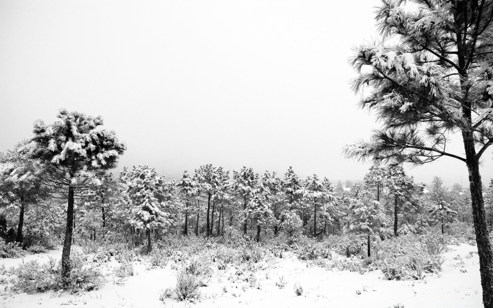 in bianco e nero albero paesaggio legno natura inverno in bianco e nero neve