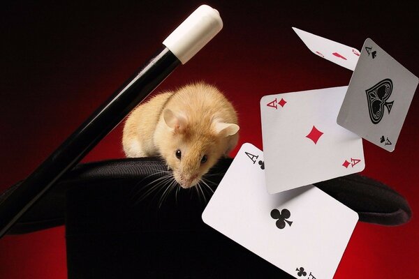 Mouse sentado em um chapéu com cartas de jogar