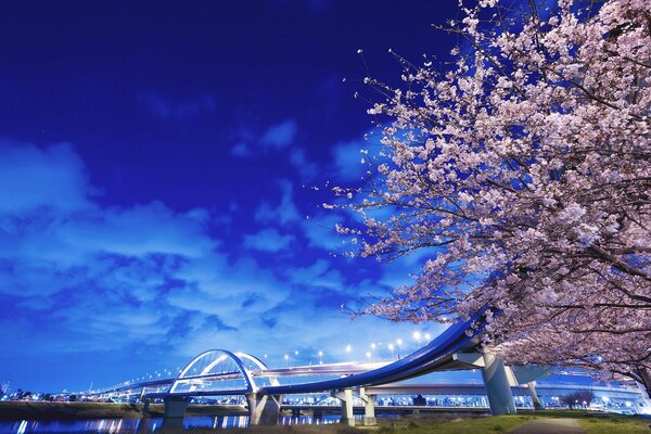 Crepúsculo nocturno con puente y Sakura