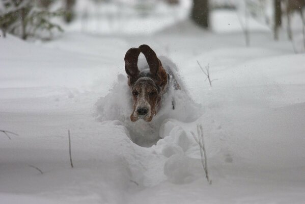 A dog in the snow froze in such a cold