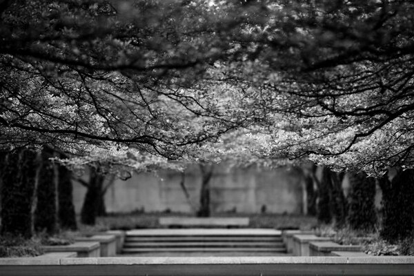 Park mit Bänken auf grauem Hintergrund