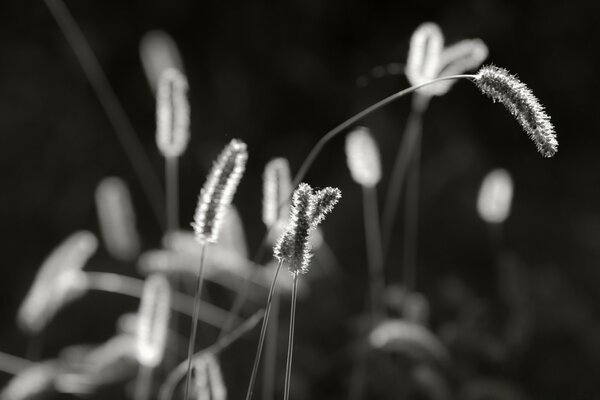 Foto en blanco y negro de una delicada flor sobre un fondo borroso