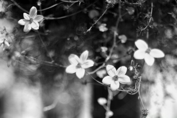 La naturaleza, la flora de la flor Monocromática