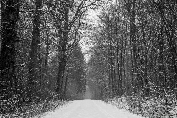 Foto em preto e branco da estrada da floresta